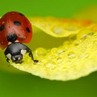 Seven Spot Ladybird 5 